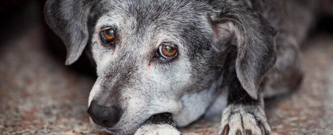 a close up of a dog