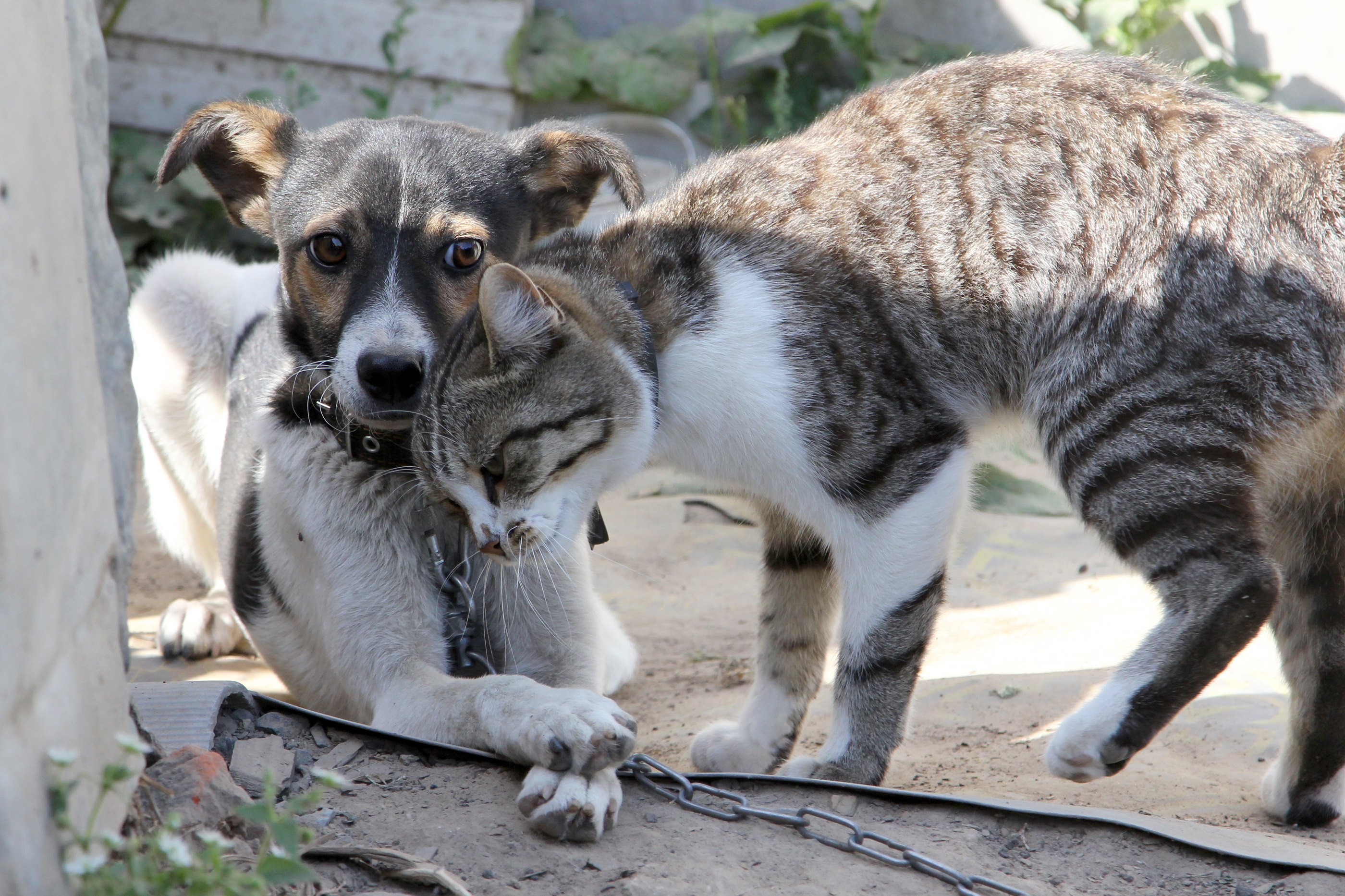 Cat and Dog Blog