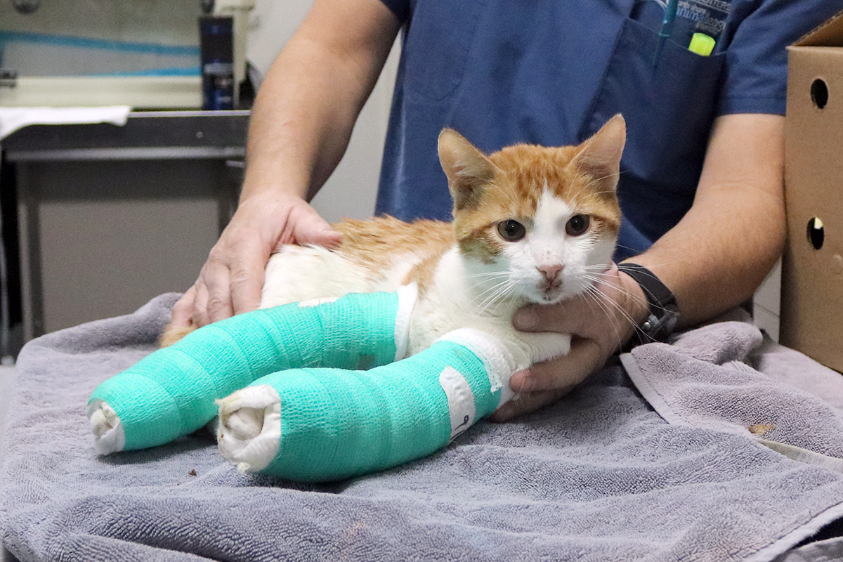 Archer Help Me Heal Program Ways to Give Animal League