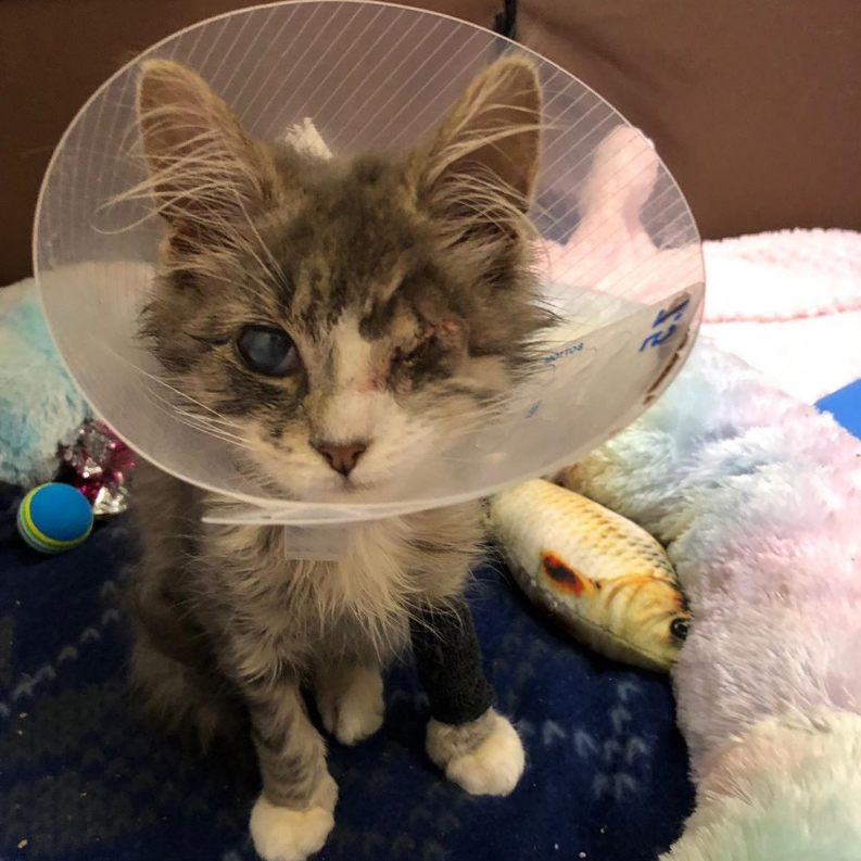 beth-blog-oct2020-frankie-fluff a cat with a cone around its neck