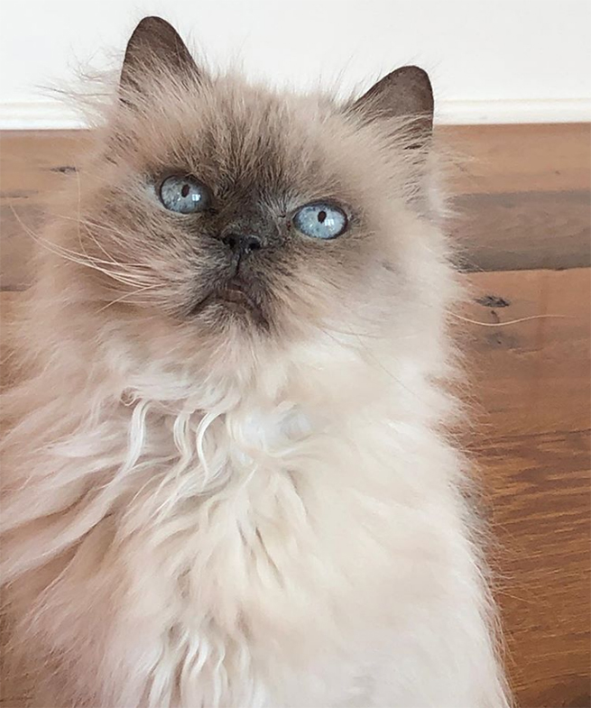 beth-blog-oct2020-lily a cat with blue eyes