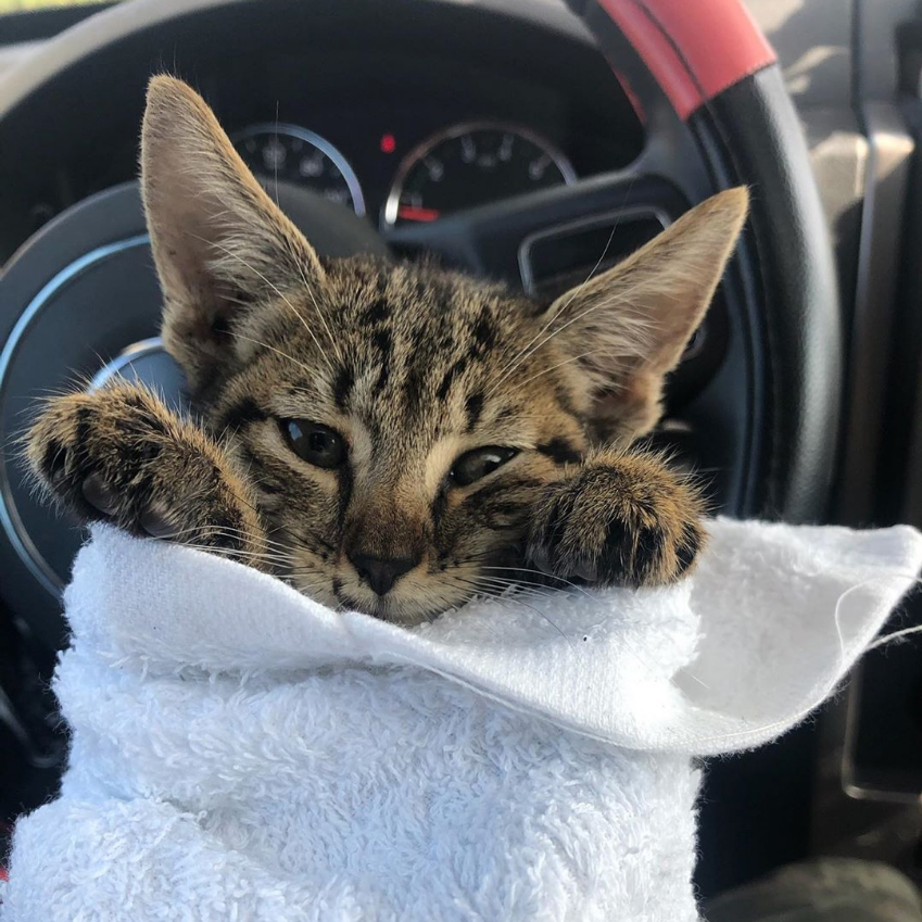 beth-blog-oct2020-lucky-lou a cat in a towel