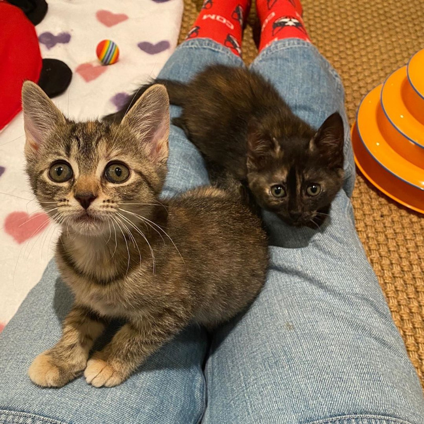 beth-blog-oct2020-maqueda-and-ariel two kittens on a person's legs