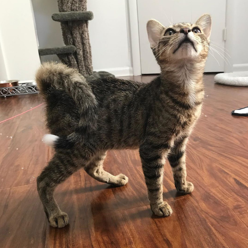 beth-blog-oct2020-monkey a cat standing on a wood floor
