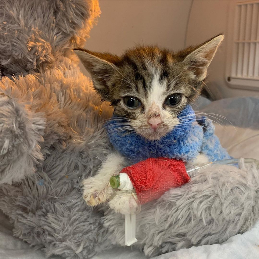 beth-blog-oct2020-rip-little-noah a cat wearing a scarf and a blue and white blanket