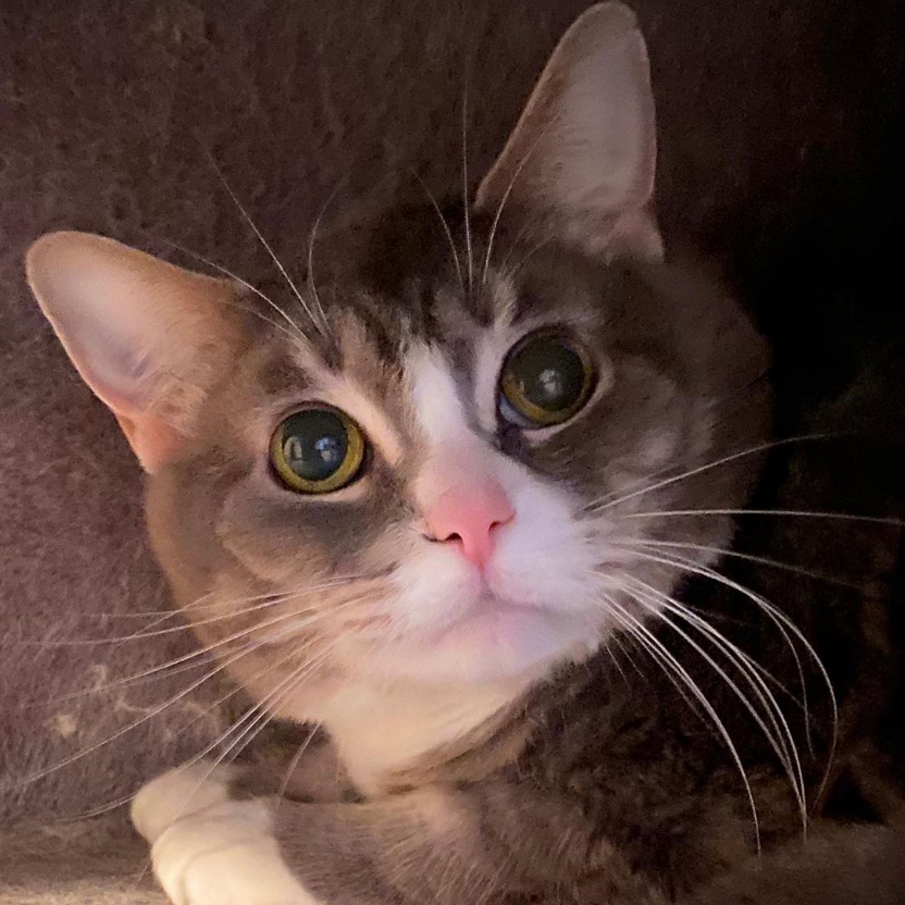 beth-blog-oct2020-shay-shay a cat looking at the camera