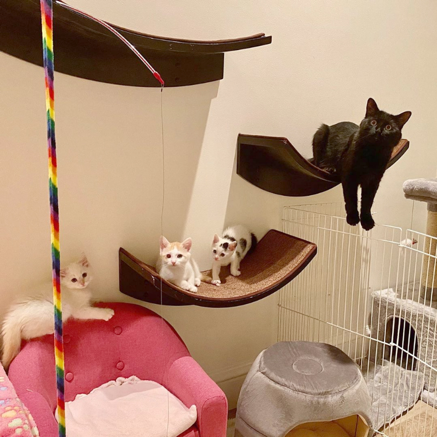 beth-blog-oct2020-uncle-jake-with-kittens a group of cats on a cat tree