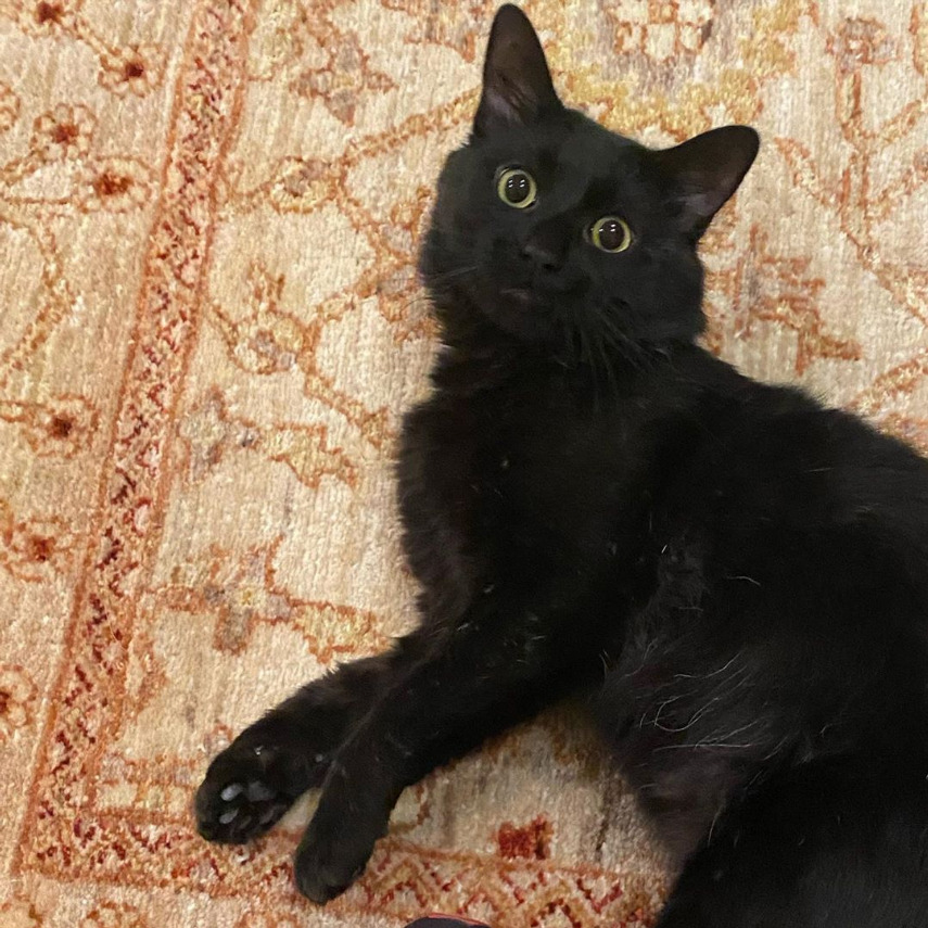 beth-blog-oct2020-uncle-jake a black cat lying on a rug
