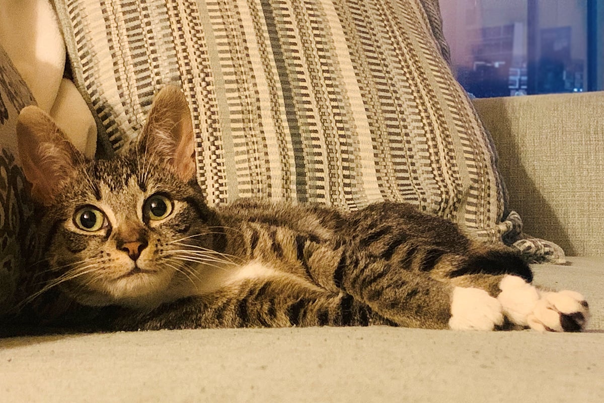 a cat lying on a couch