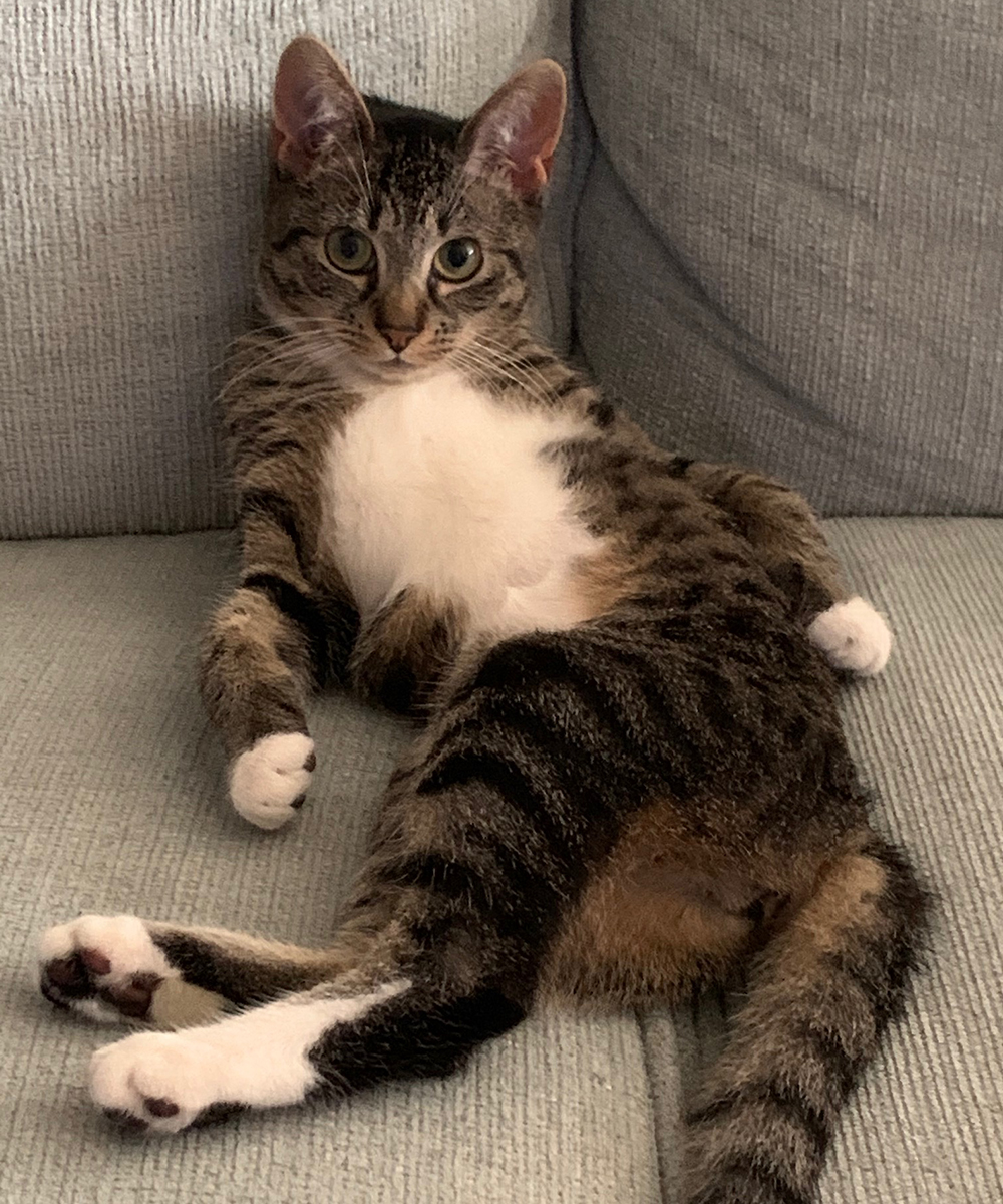 a cat lying on a couch
