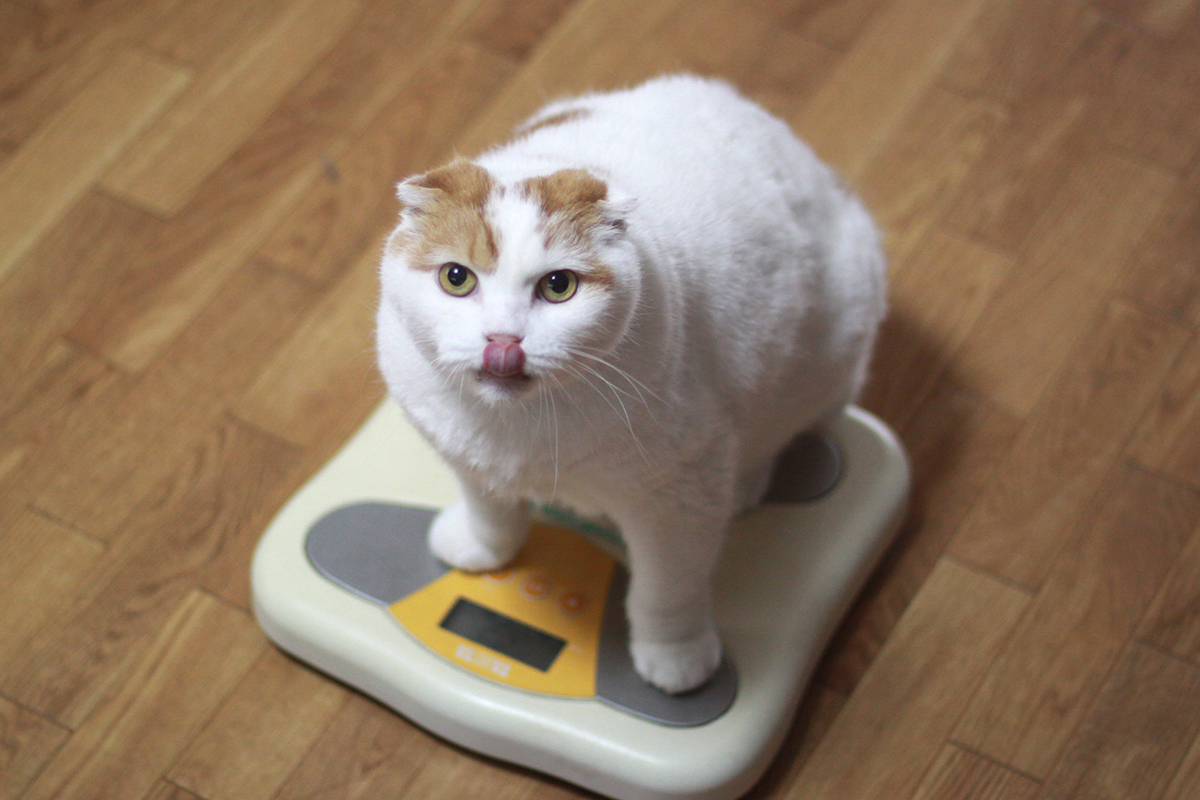 The cat gets on the scale
