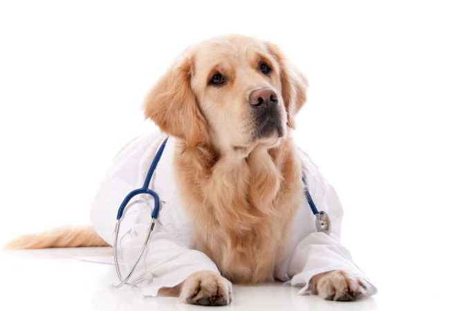 Dog sales diabetes medicine
