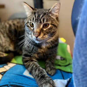 a cat lying on a blanket