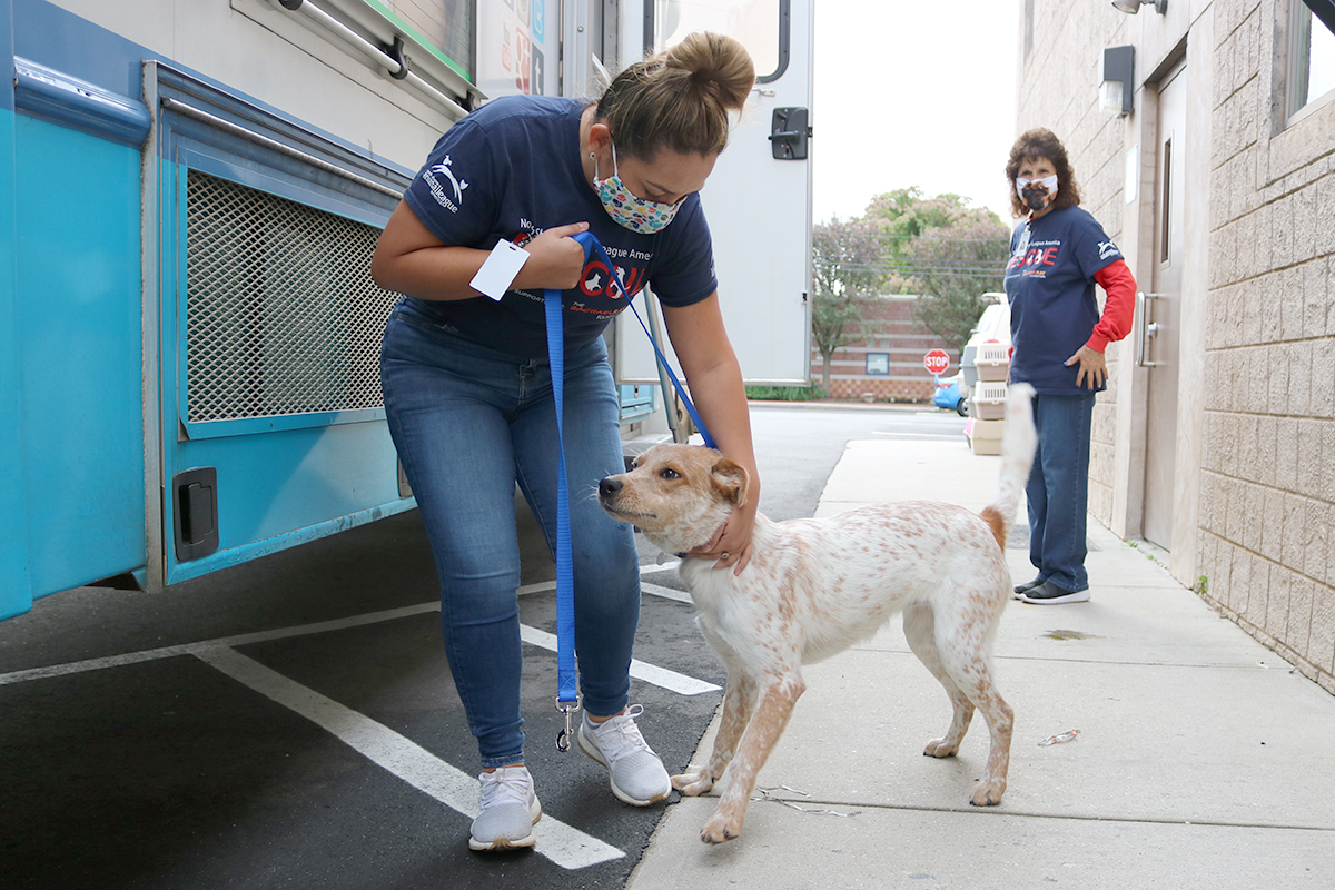 a woman wearing a mask petting a dog