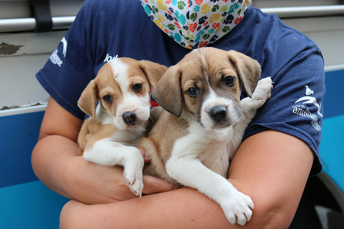 a person holding two puppies