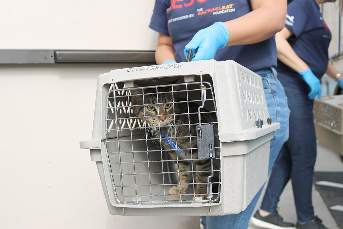 a cat in a cage