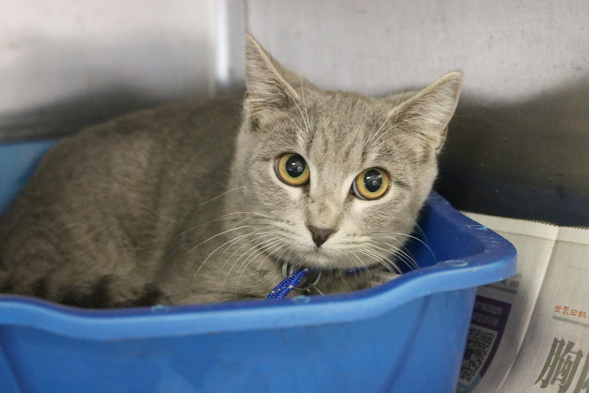 a cat lying in a blue container