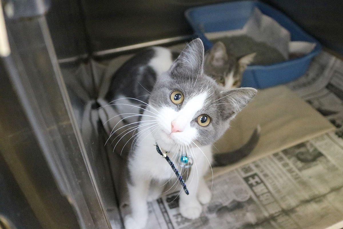 a cat standing in a cage