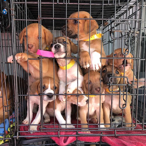 a group of puppies in a cage