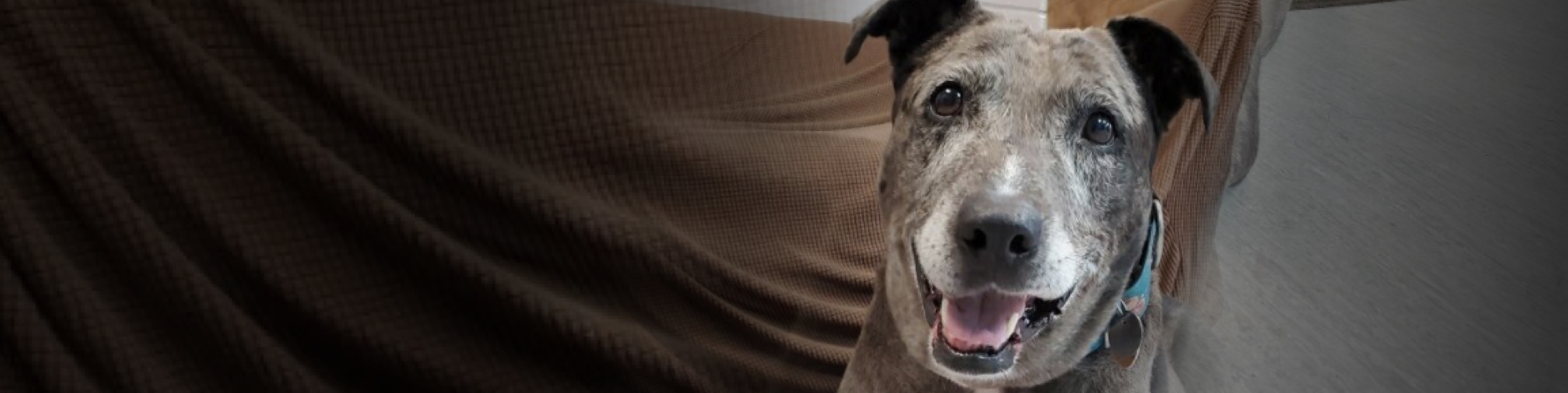 best no kill shelter near me