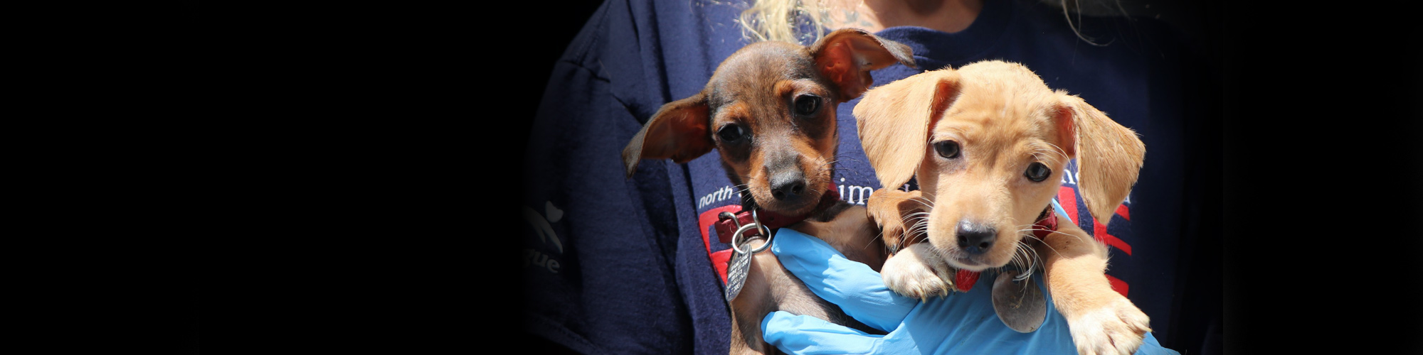 Get Unique Pets Rescue