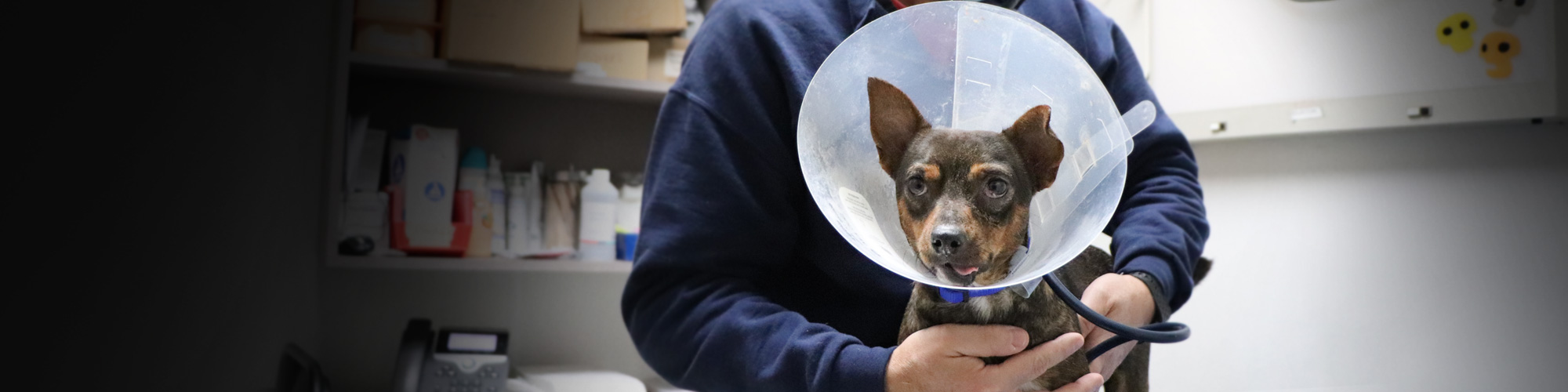 no kill pitbull shelter near me