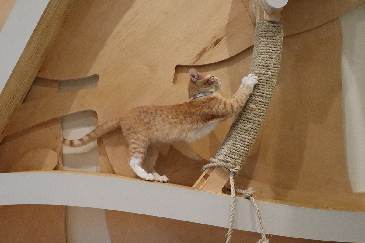 a cat climbing a toy