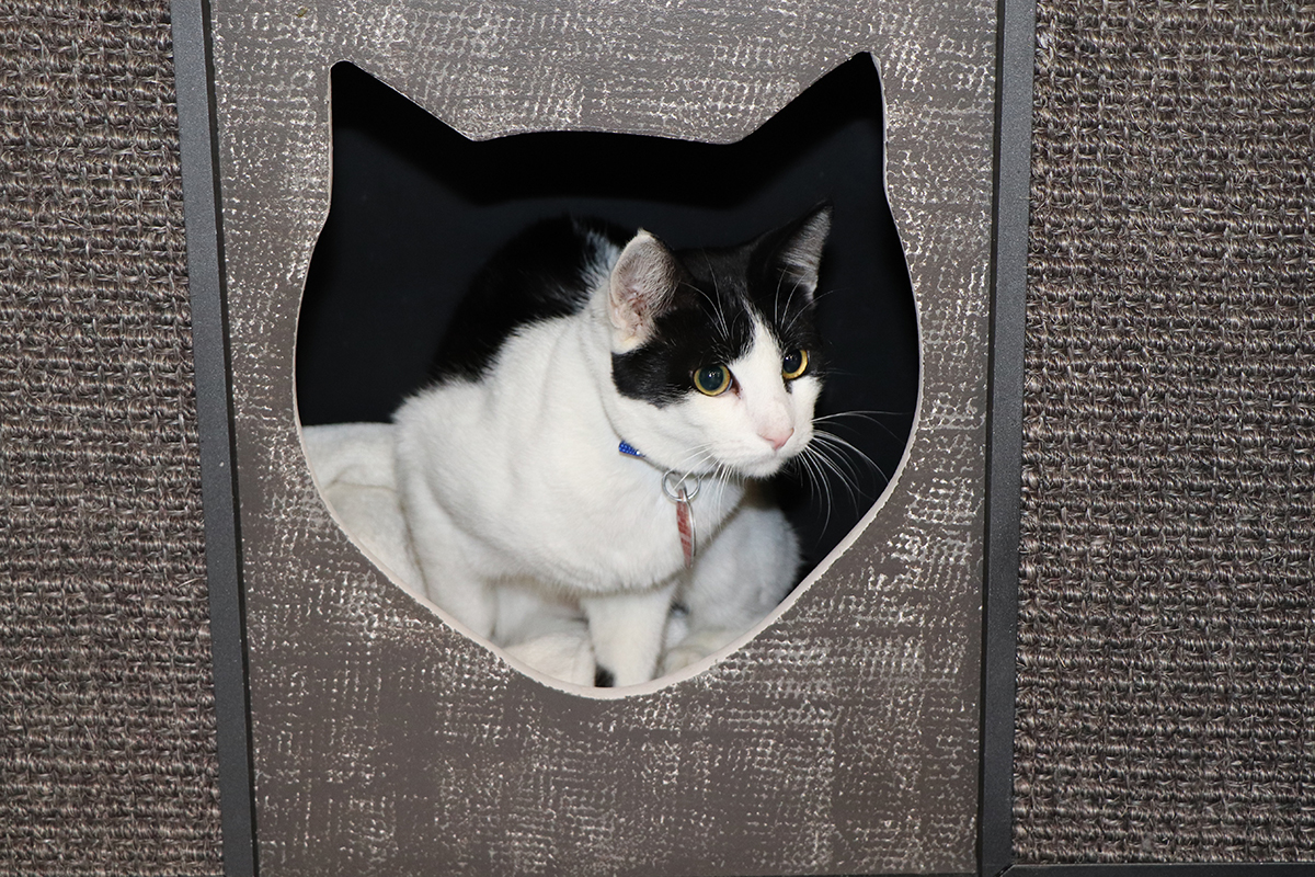 a cat in a cat shaped box