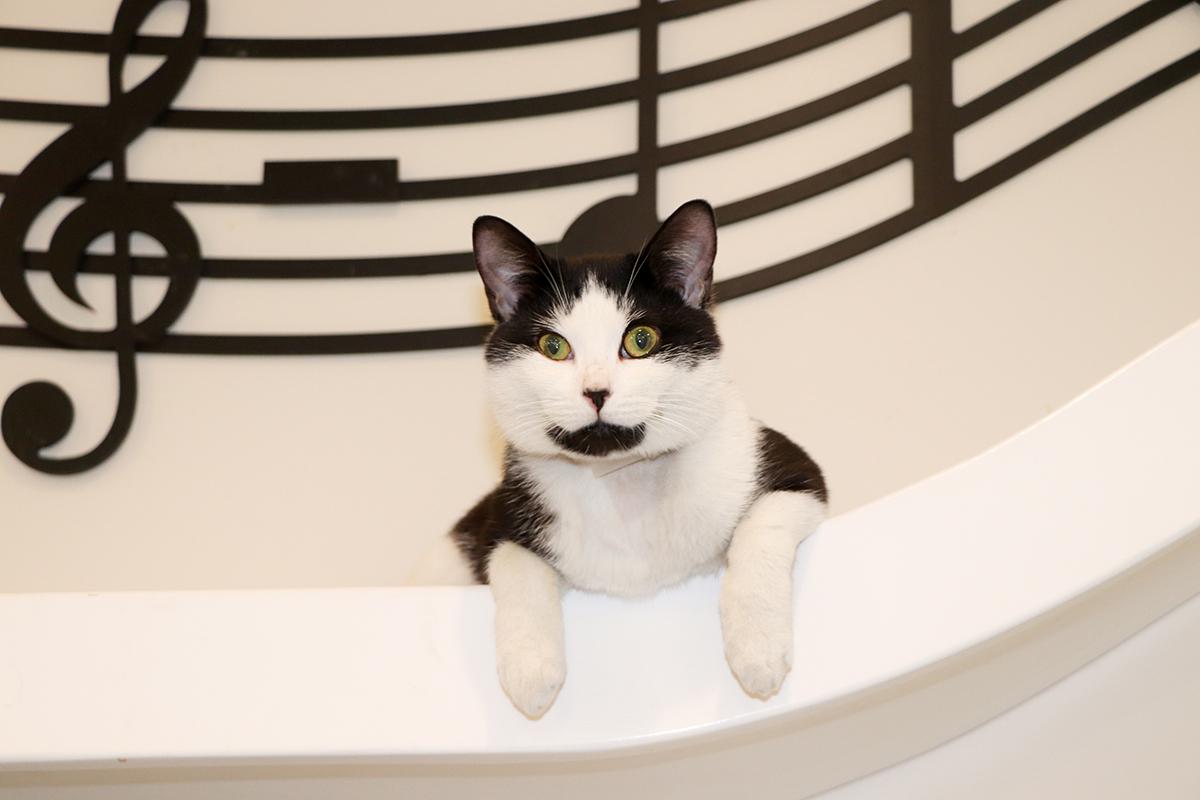 a cat sitting on a bathtub