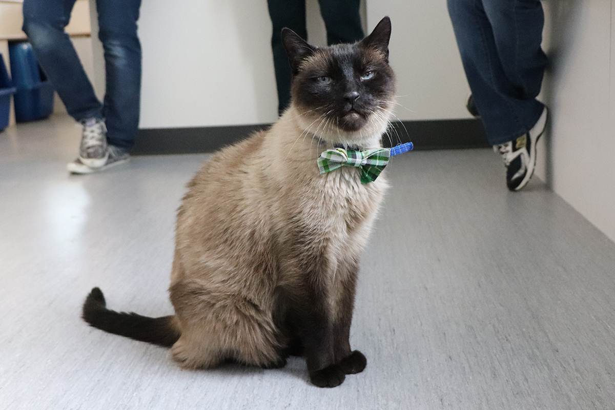a cat wearing a bow tie