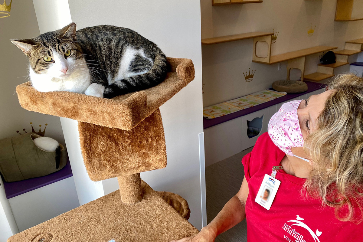 Cats for Adoption - Bianca