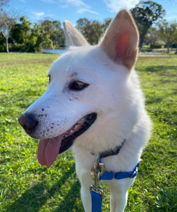rescue-korea-k9-final-adoption-klinger-img9
