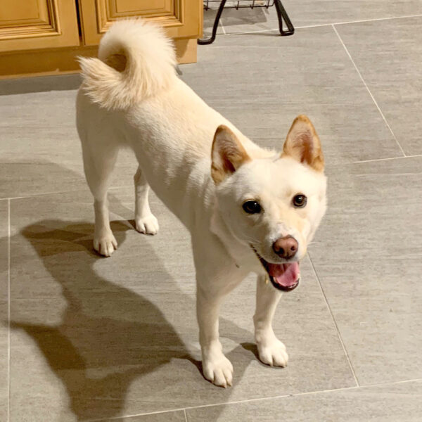 rescue-korea-k9-final-adoption-radar-img2
