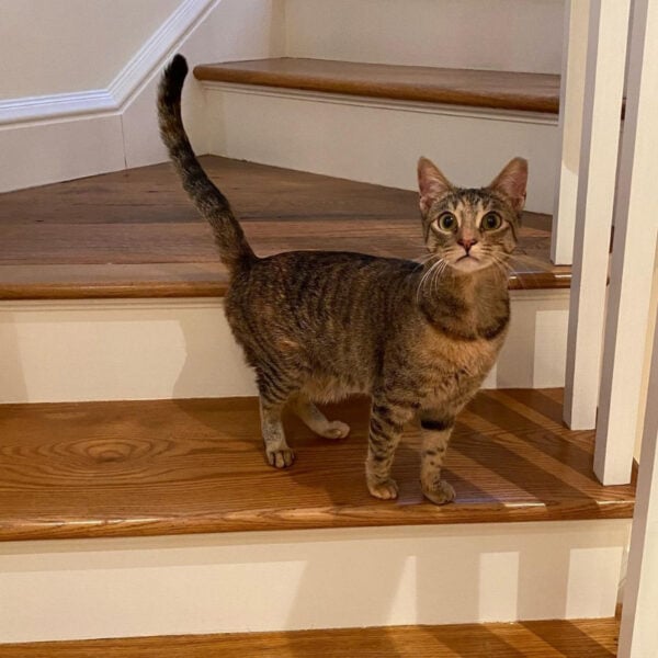 beth-blog-jan2021-dixie