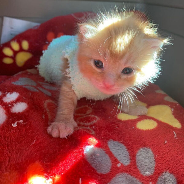 beth-blog-jan2021-november-orange-tabby-kitten