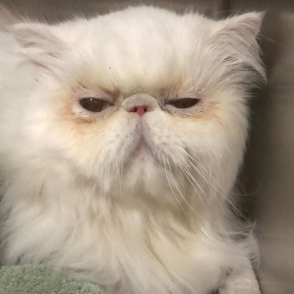 beth-blog-jan2021-yoda1