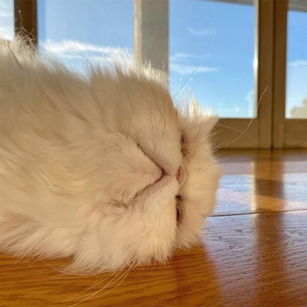 beth-blog-jan2021-yoda2