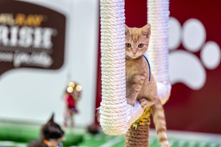 a cat on a rope structure