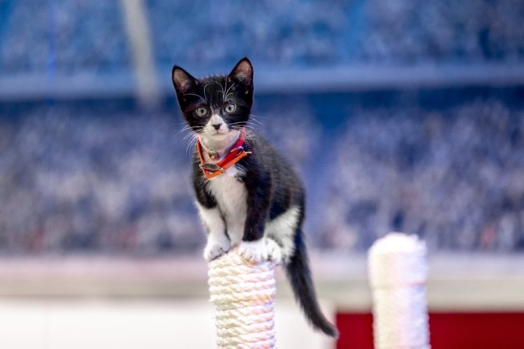 a cat on a cat toy