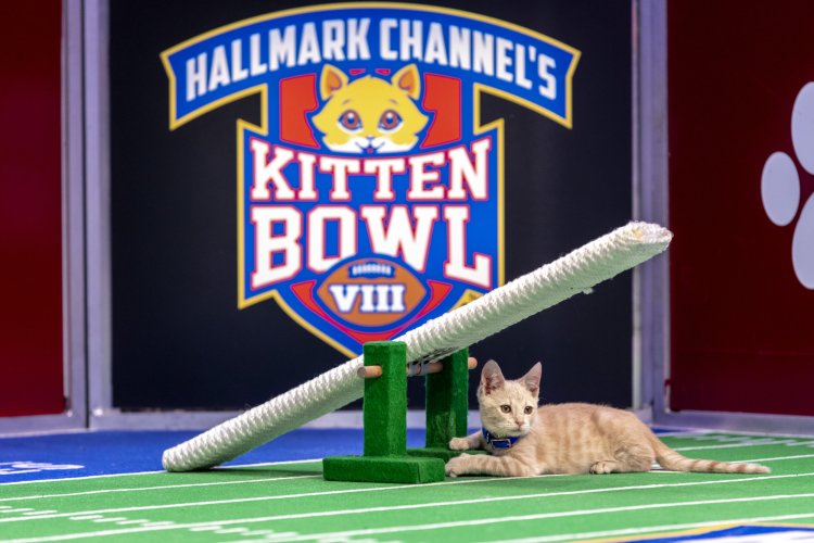 a cat lying on a football field