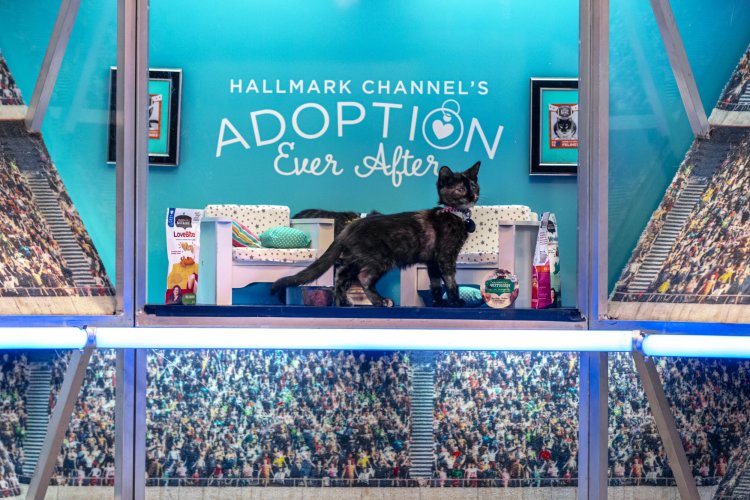 Hallmark Channel's Kitten Bowl VIII Events Animal League America