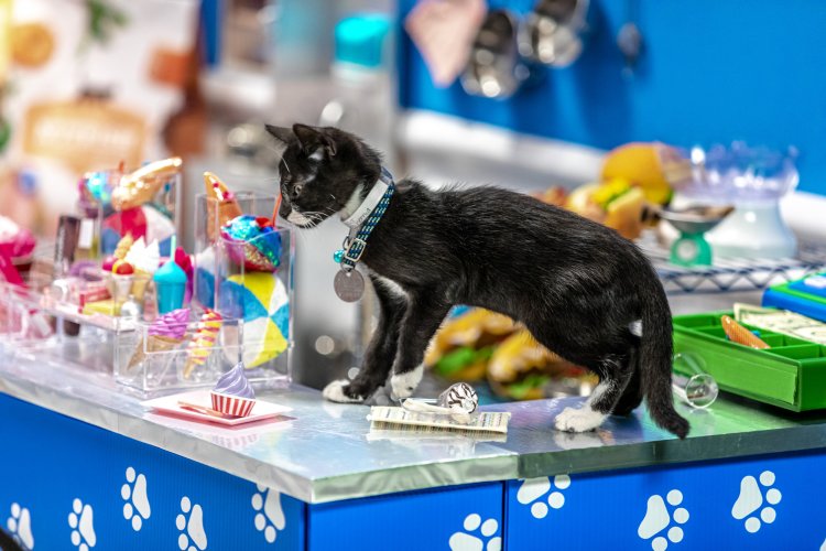 a cat standing on a counter
