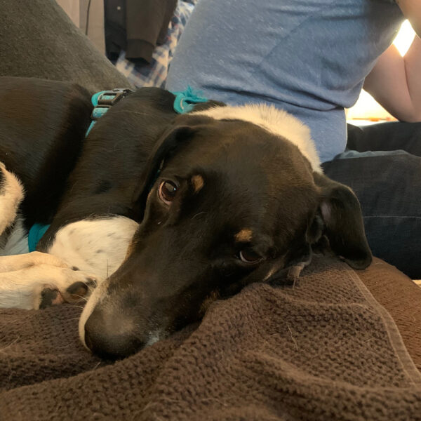 zeus-at-home