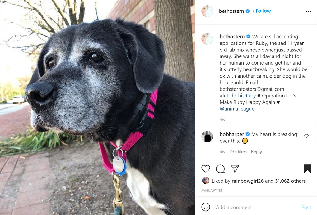 Dog adoption stories 2025