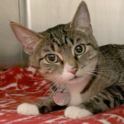 rescue-kerrianne-kittens-arrival-020721v3