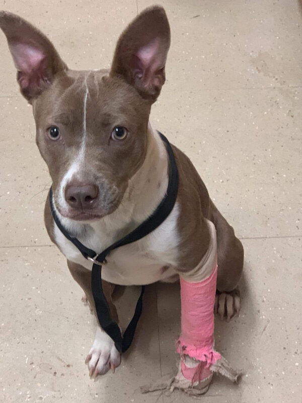 rescue-paws4life-daisy-in-cast-011321b