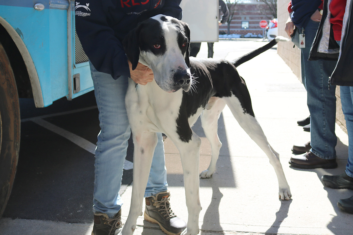a person holding a dog