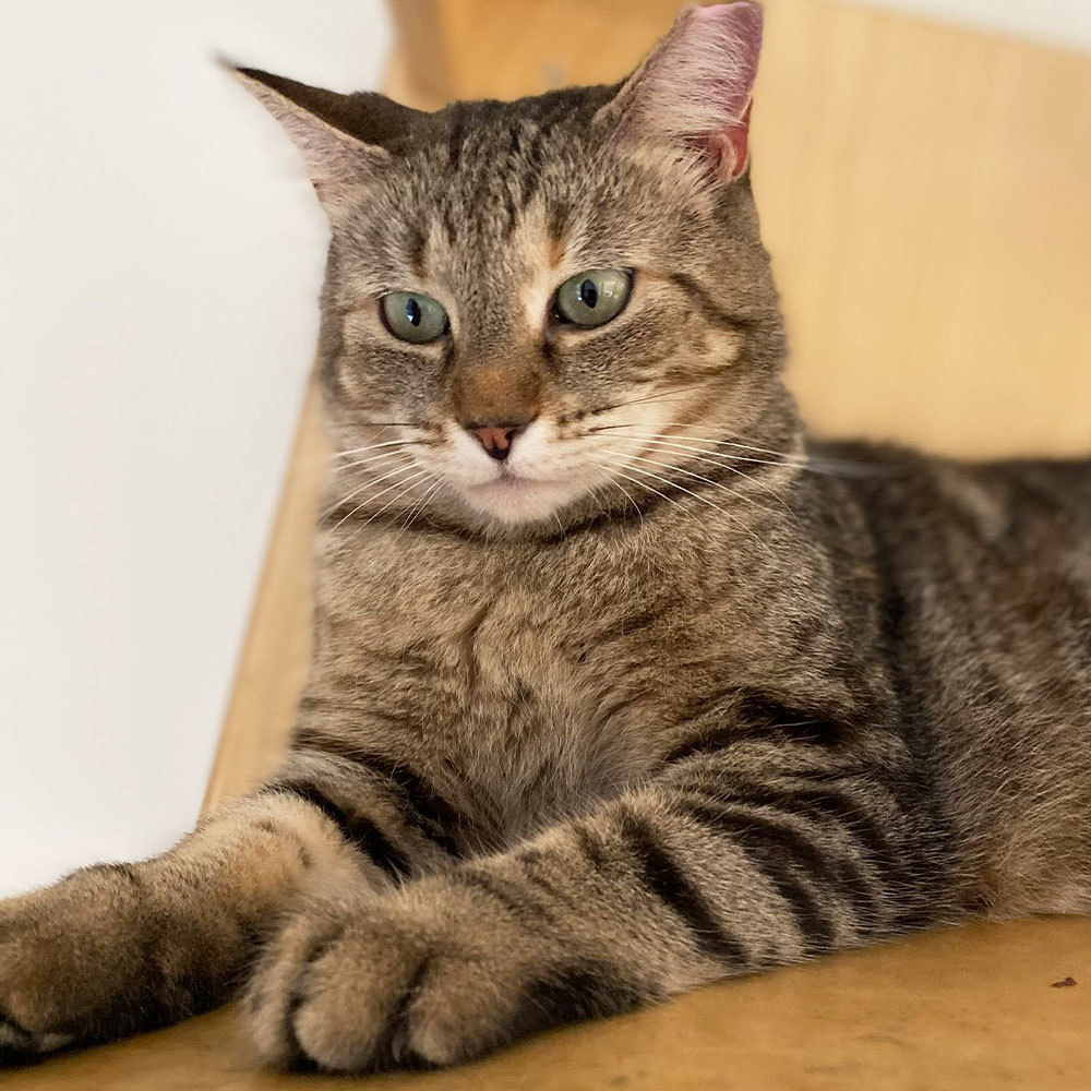 adopt-story-all-they-need-is-love-ava