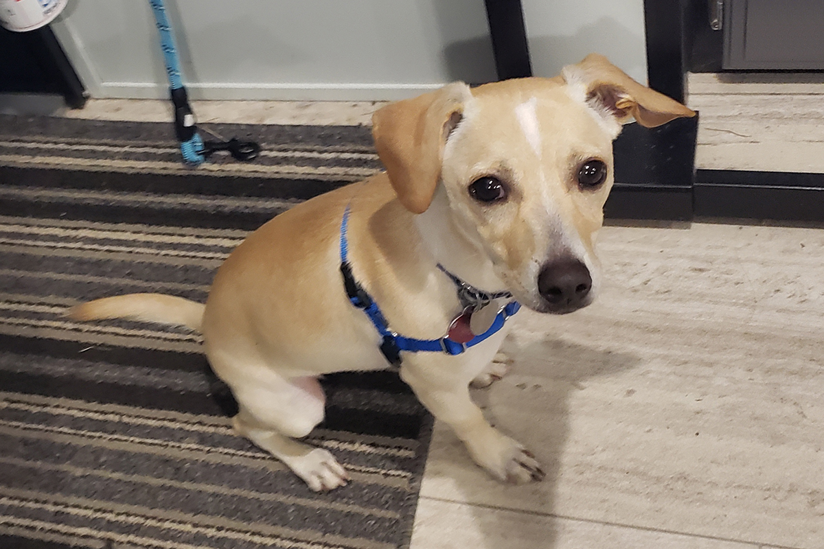 adopt-story-all-they-need-is-love-moki