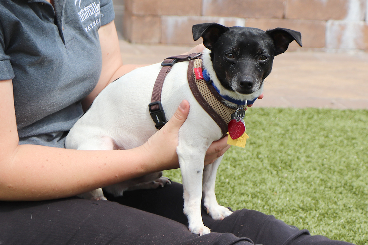 adopt-story-all-they-need-is-love-schwartz